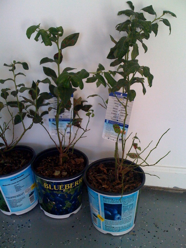 Blueberry-plants